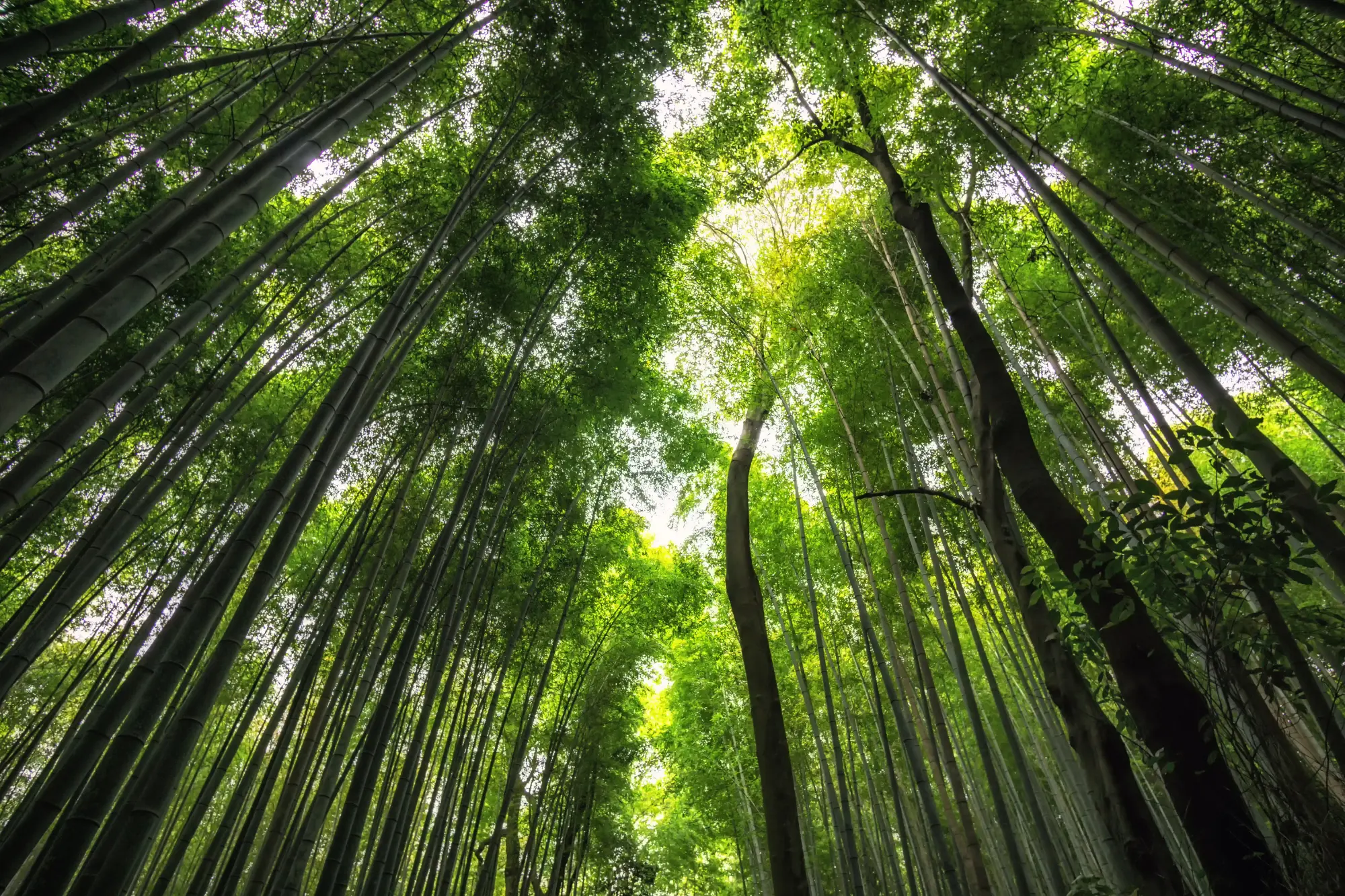 Arashiyama Bamboo Forest