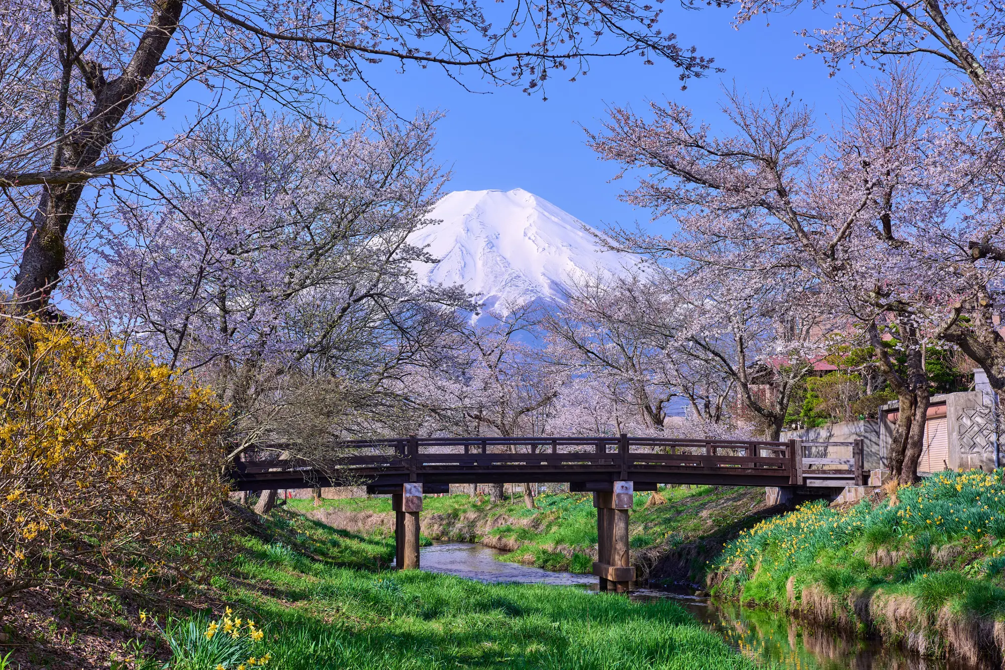 Oshino Hakkai