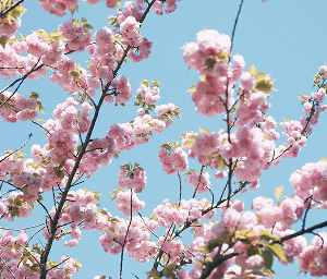 11 Day Japan Cherry Blossom Experience