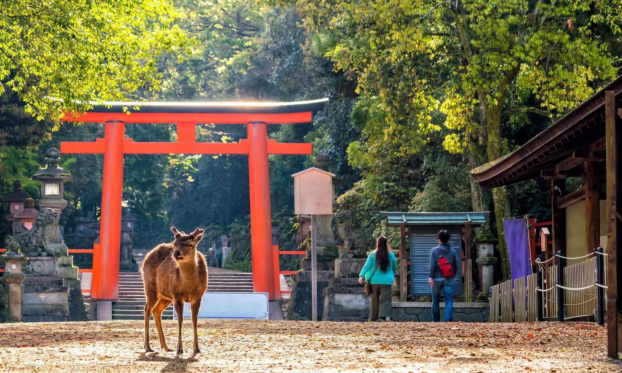 Nara Park