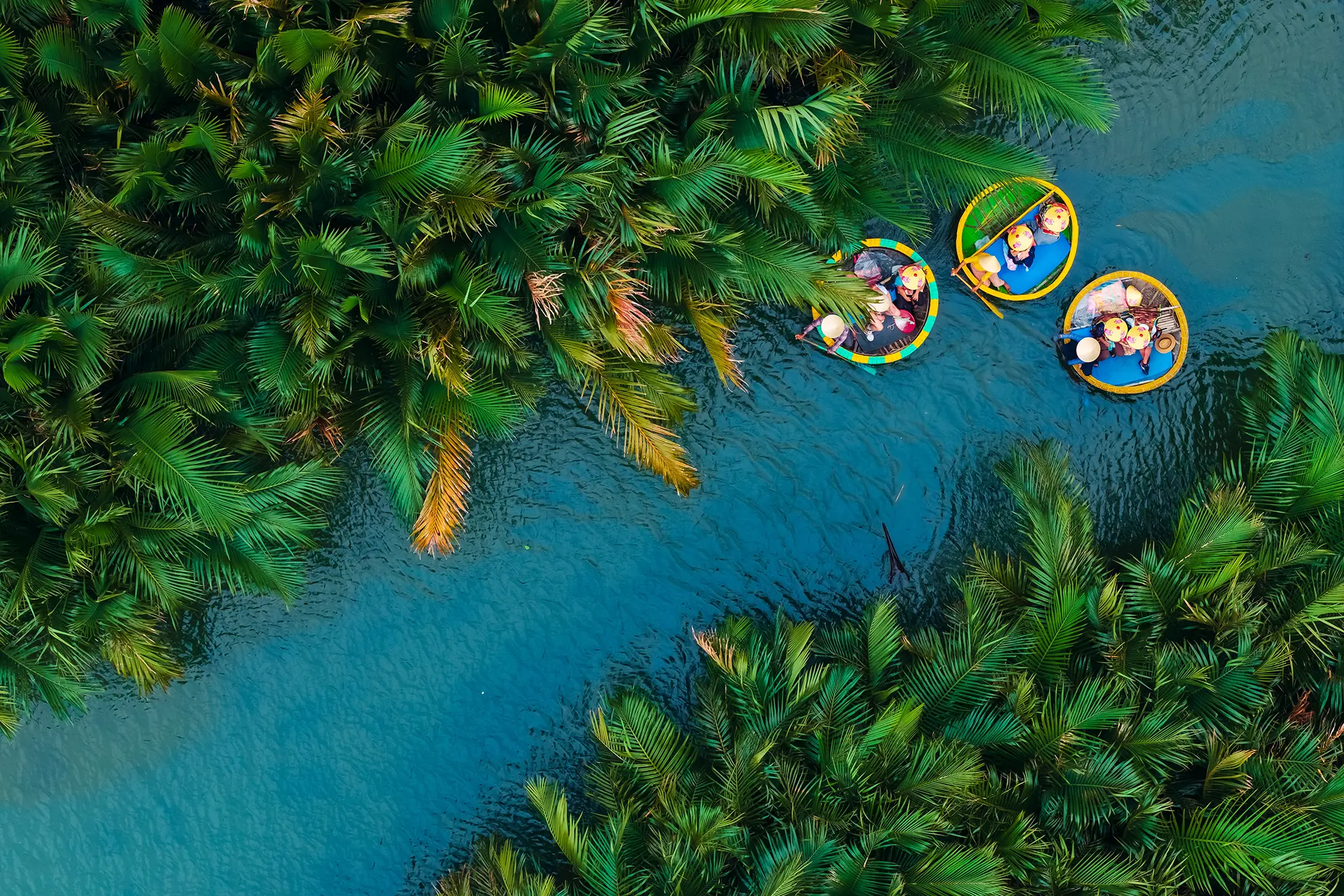 Bay Mau Coconut Forest