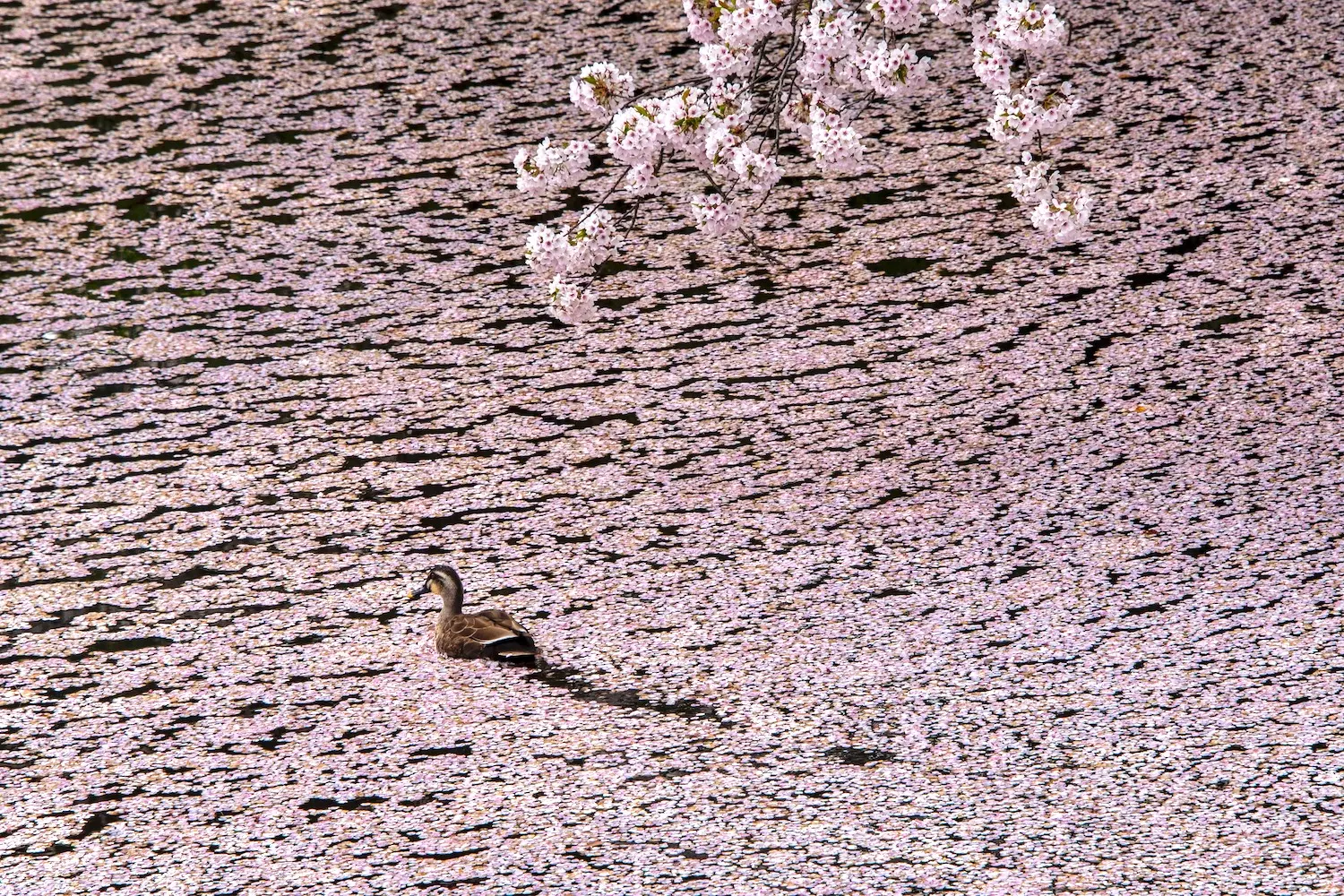 Cherry Blossom in Hirosaki Castle