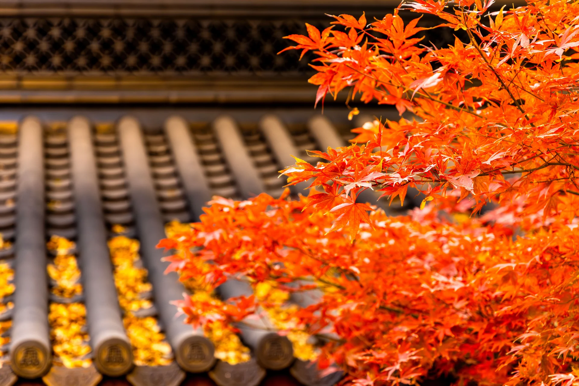 The vibrant colors of Autumn Leaves