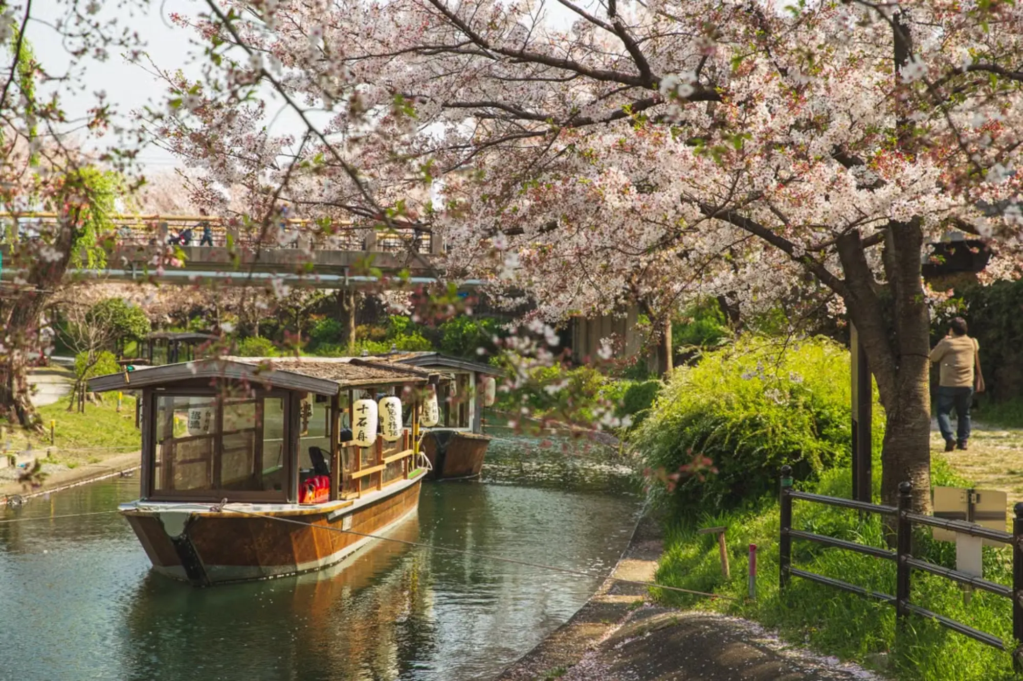 Soft pink cherry blossoms in full bloom forming a canopy over a tranquil canal, with fallen petals floating on the water surface.