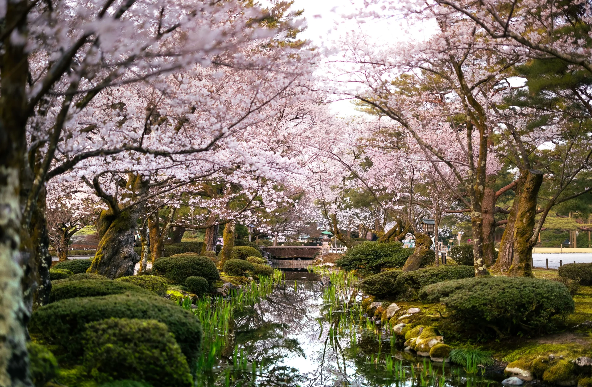 Cherry blossoms blooming around a peaceful pond in Kanazawa, Ishikawa, Japan during spring
