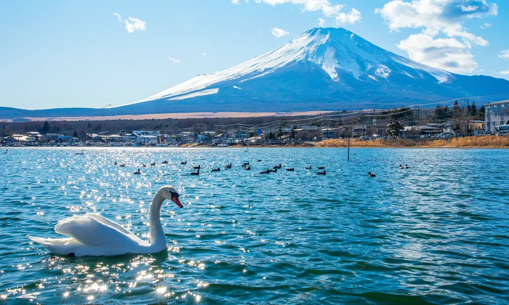 Lake Kawaguchiko with swans