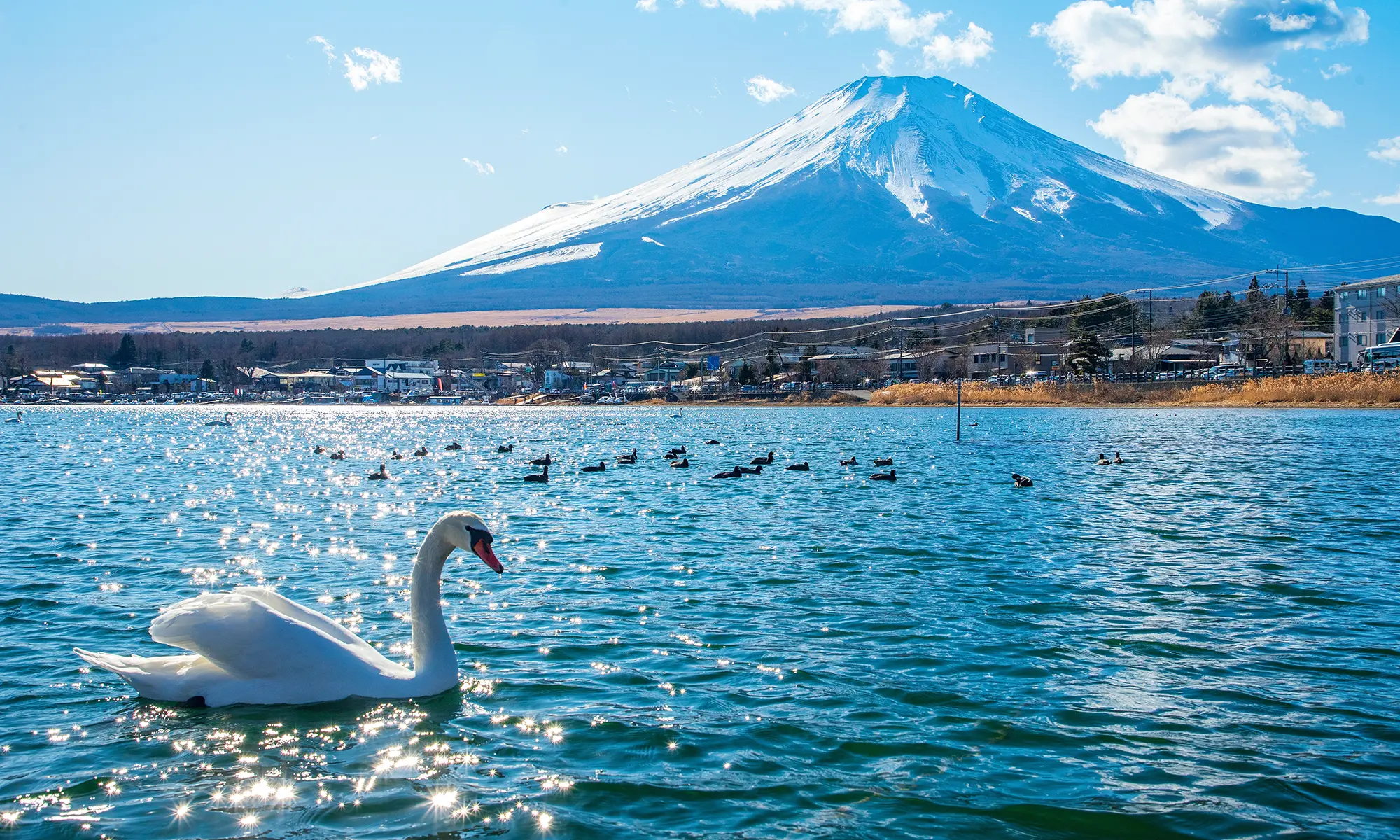 Lake Kawaguchiko with swans