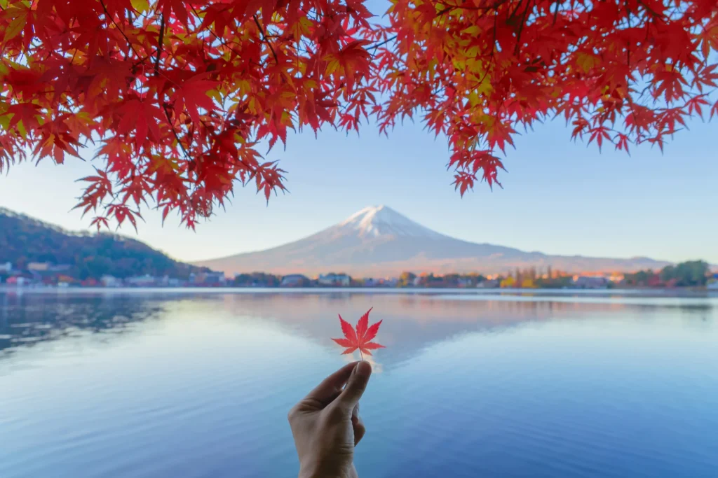 Scenic landscape view of Mount Fuji's snow-capped peak framed by crimson Japanese maple foliage and Lake Kawaguchiko in the foreground during autumn.