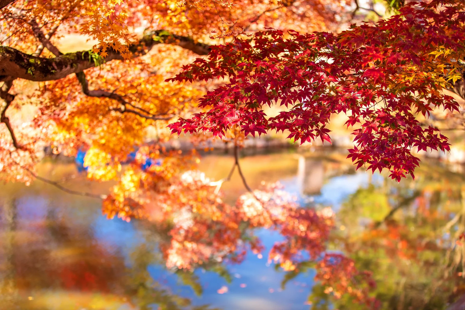 Vibrant red and orange Japanese maple leaves framing a region in autumn.