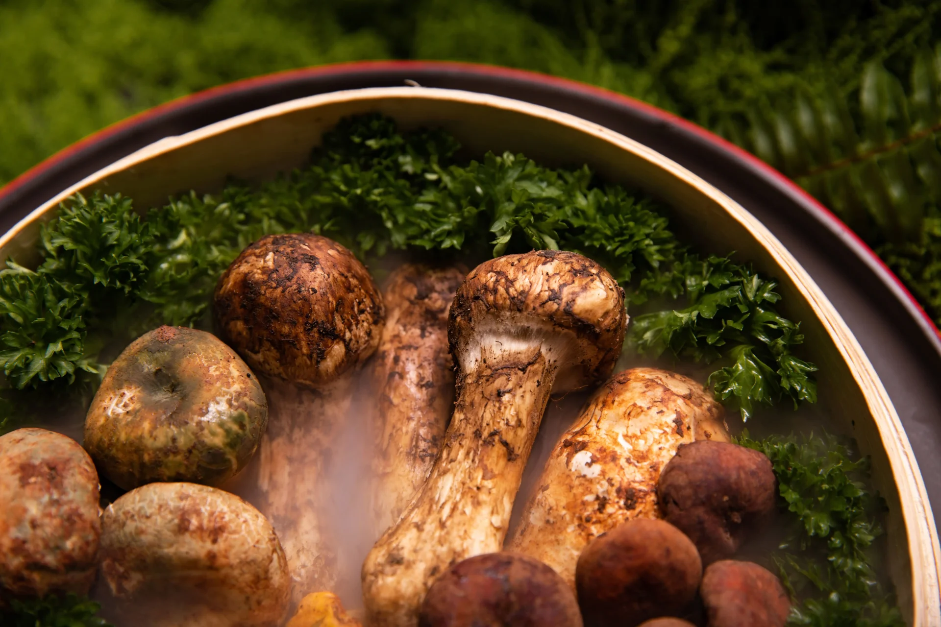 Close-up of fresh Matsutake mushrooms with thick white stems and light brown caps.