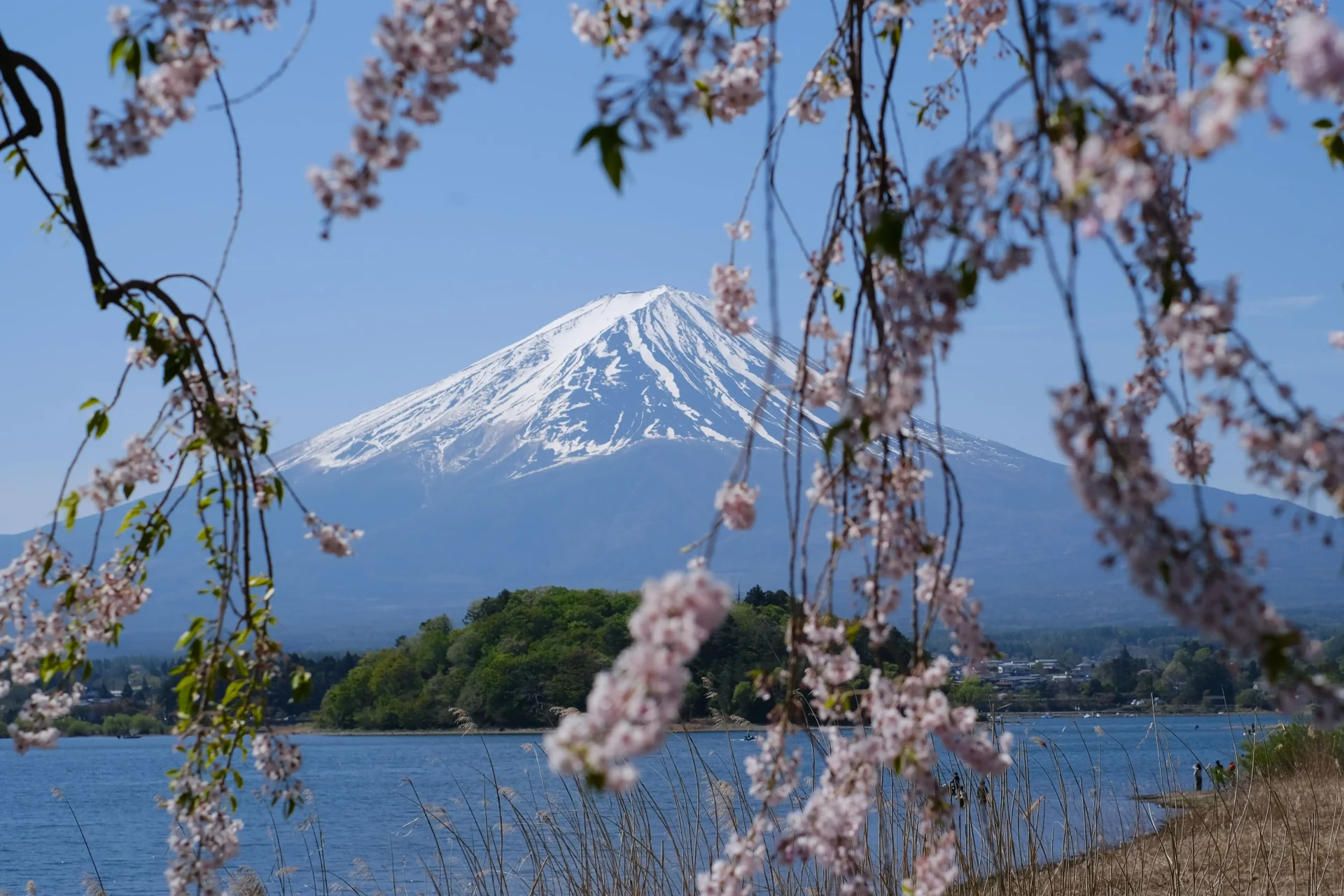 Mount Fuji and Cherry Blossoms in Spring, Japan