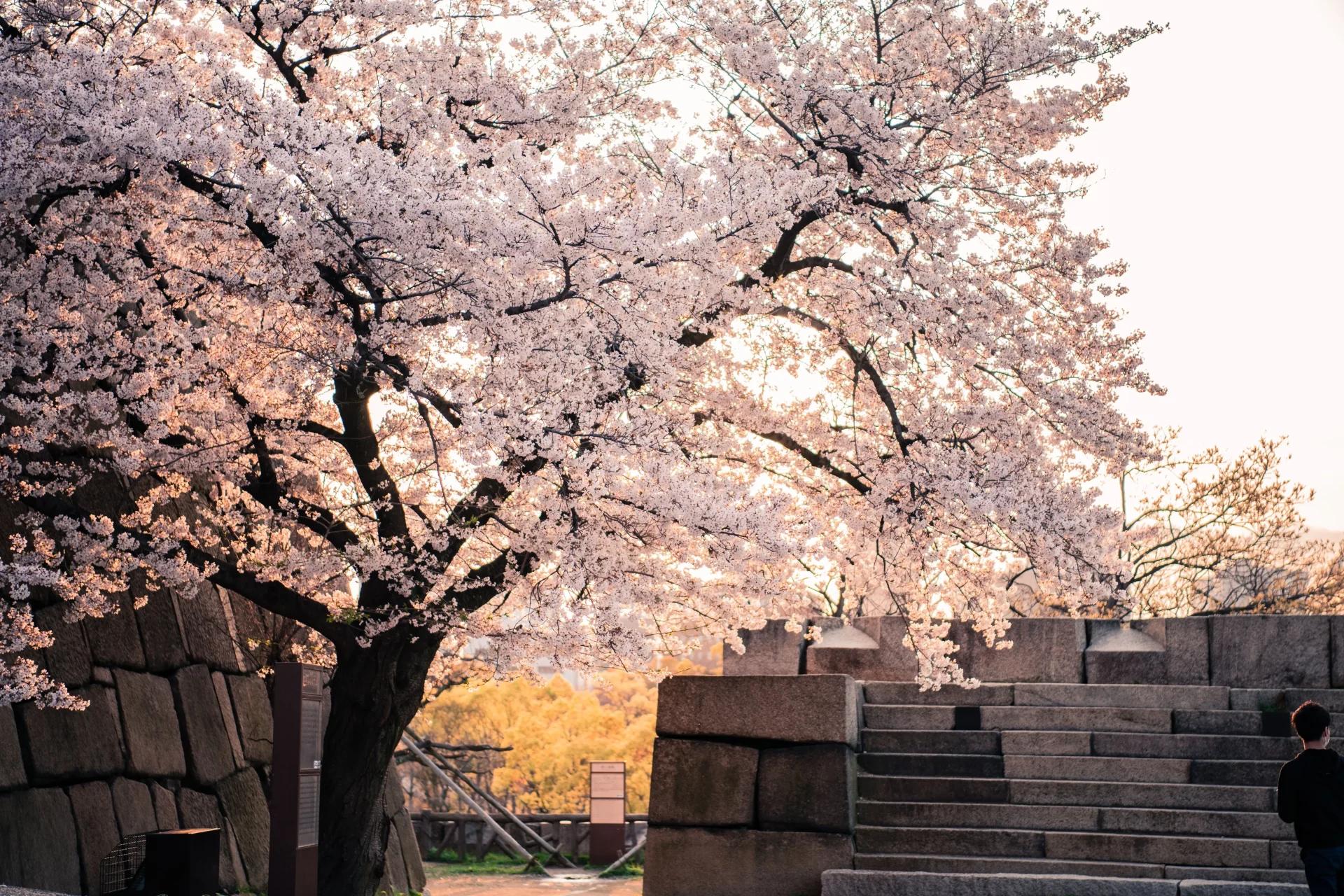 Cherry blossoms blooming around Osaka Castle