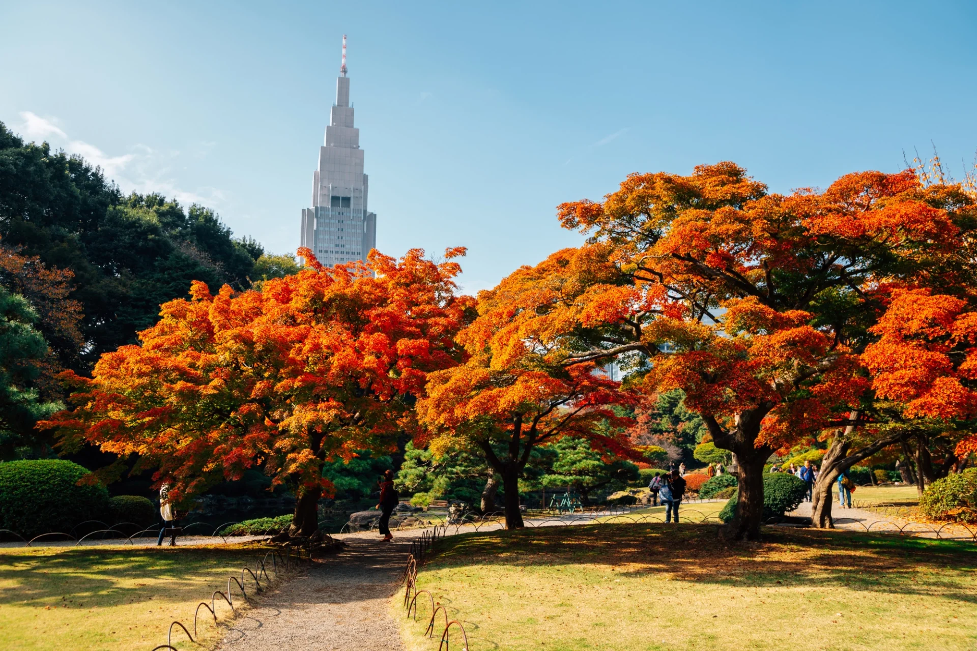 Japan Golden Route in Autumn - Tokyo