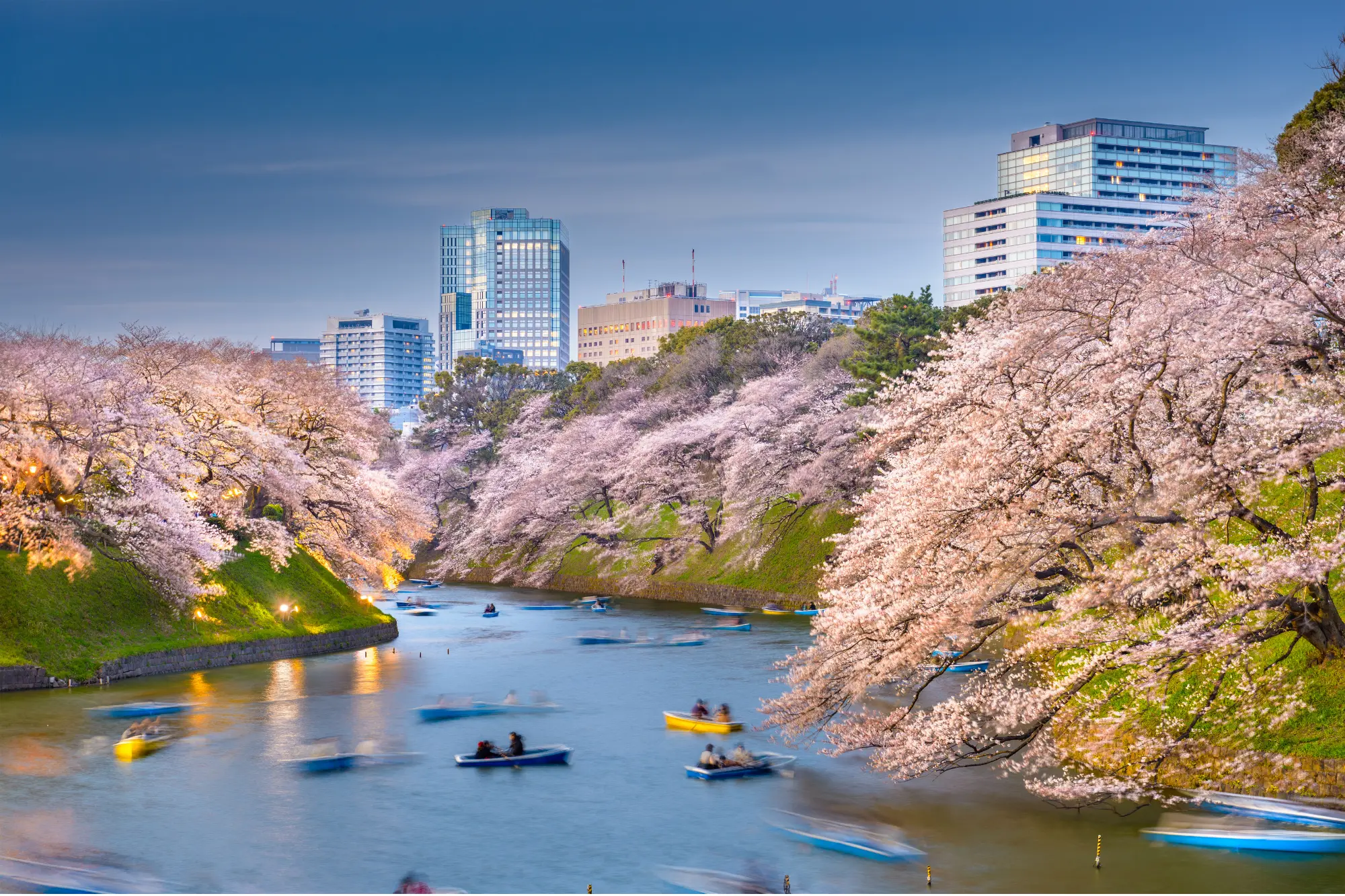 Chidorigafuchi Cherry Blossoms in Tokyo