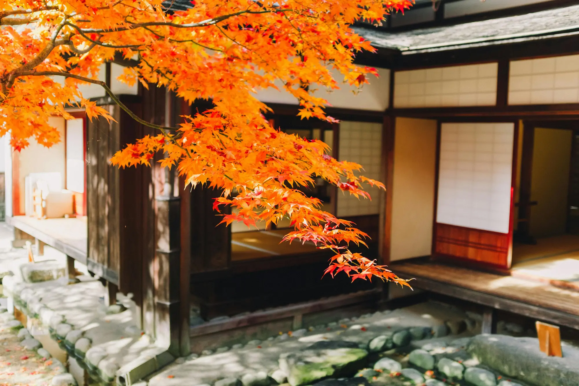 Late-season foliage in Japan