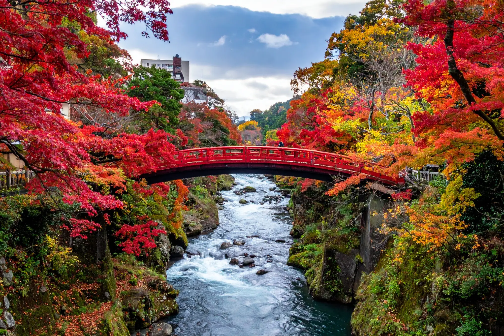 A breathtaking autumn view of vibrant red maple trees in Japan.