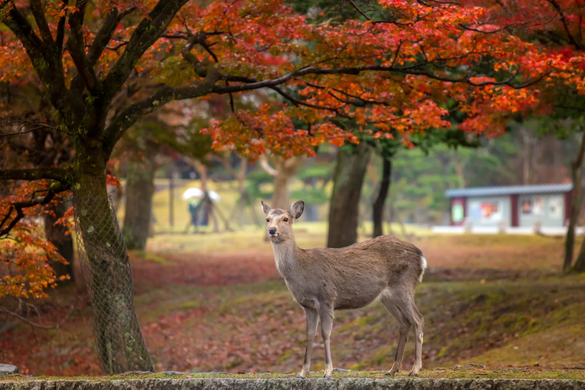 Nara Park and Autumn Scenery in Japan