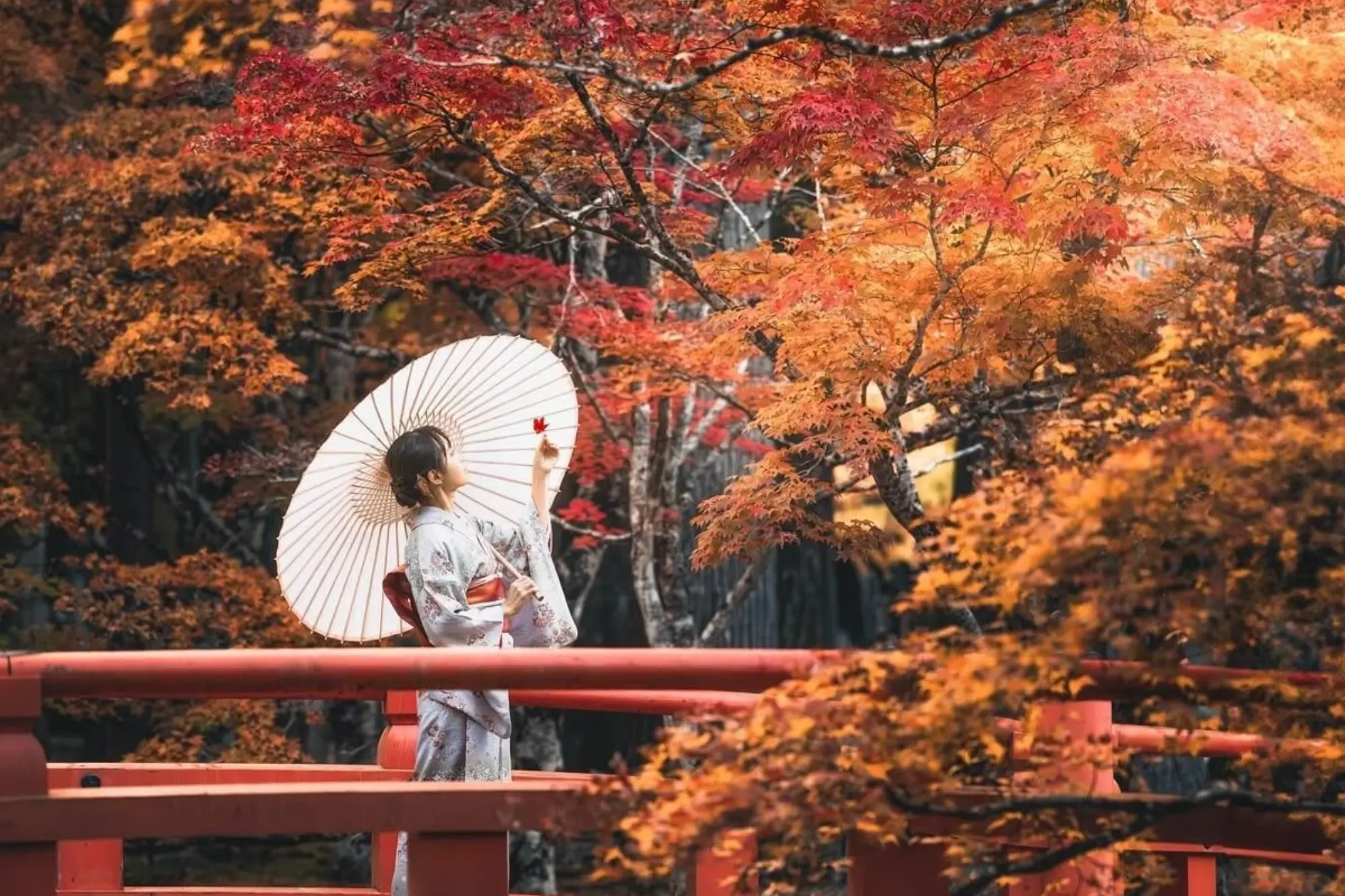 Japanese Women in Traditional Kimono Surrounded by Autumn Foliage