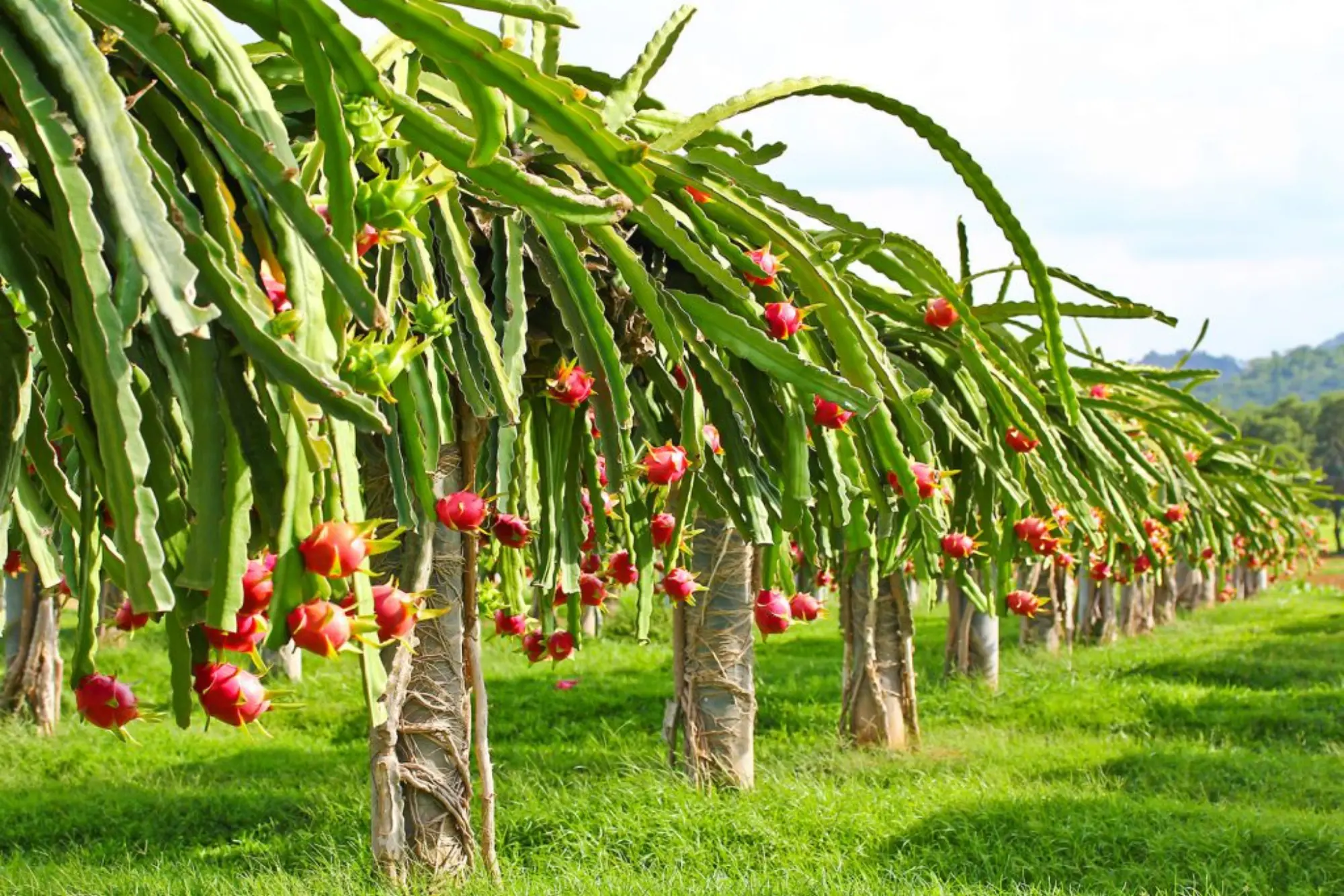 Dragon Fruit Orchards