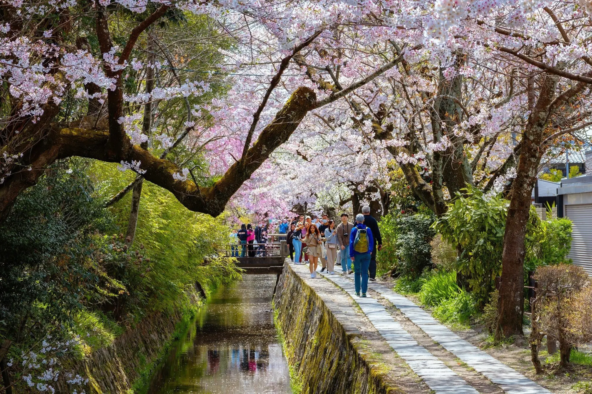 Philosopher's Path, Kyoto