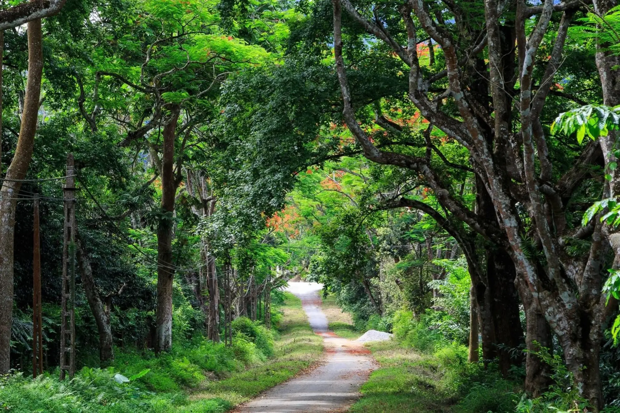 Cuc Phuong National Park in Ninh Binh